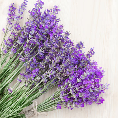 Health Benefits of Lavender Essential Oil