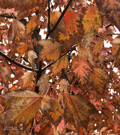 Fall Skincare Transition: How to Adjust Your Routine for Cooler Weather